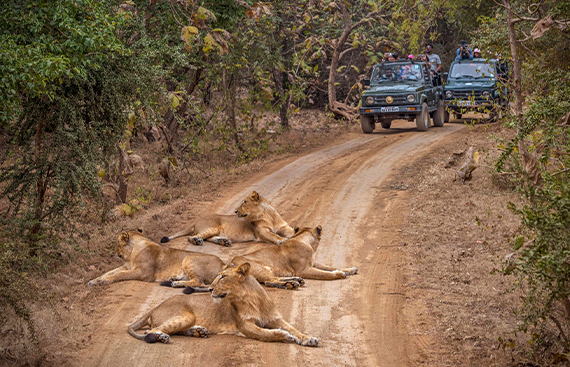 Gir Savaj Tours & Travels