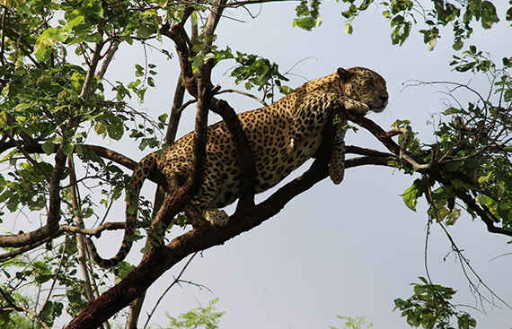 Gir Savaj Tours & Travels